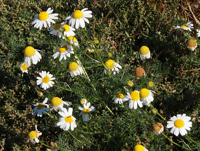 [Flowers with about a dozen white petals and a somewhat conical yellow center.]